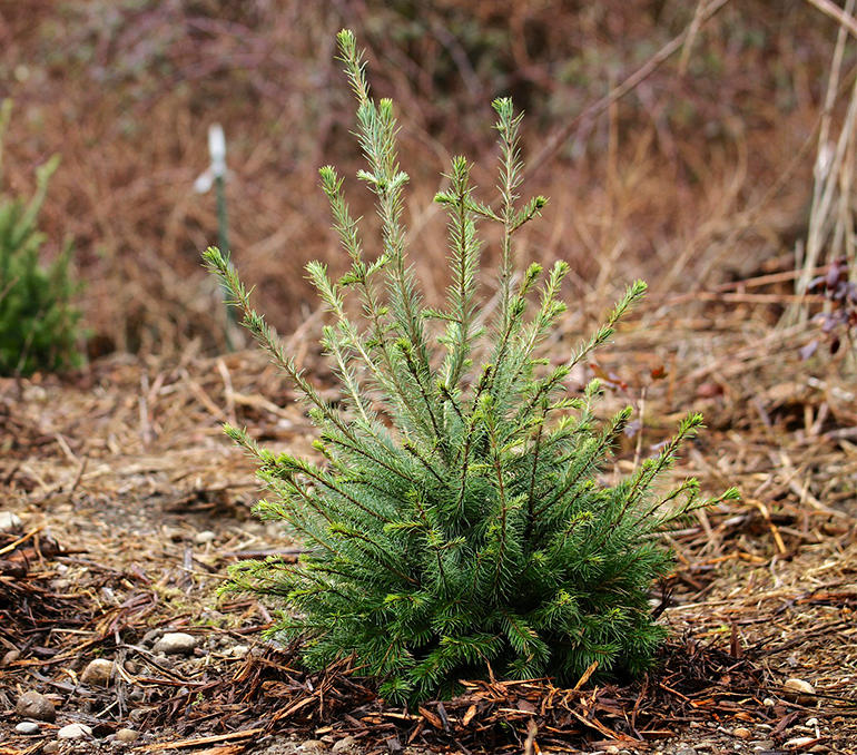 Photo of vegetation